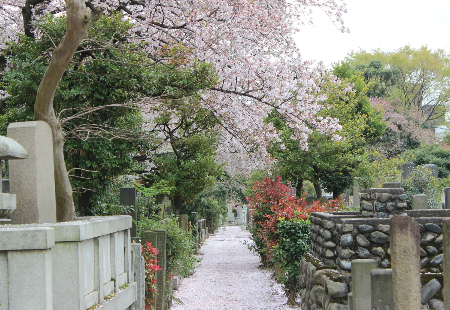 染井霊園の見どころ