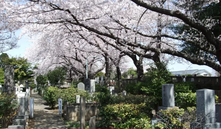 染井霊園②