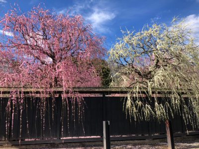 近所の素敵な枝垂れ梅